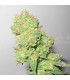Y Griega CBD