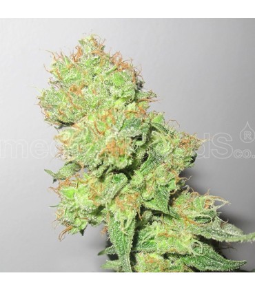 Y Griega CBD