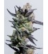 Huckleberry Punch (Purple Punch x Platinum Huckleberry Cookies)