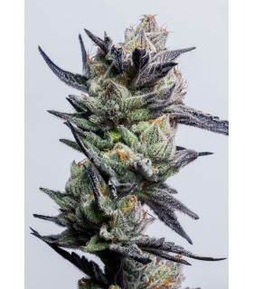 Huckleberry Punch (Purple Punch x Platinum Huckleberry Cookies)