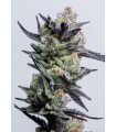 Huckleberry Punch (Purple Punch x Platinum Huckleberry Cookies)
