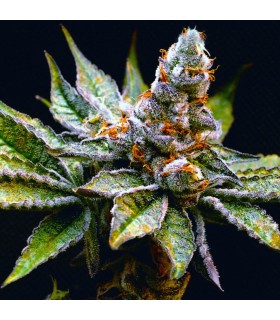 Birthday Punch (Purple Punch x Birthday Cake)