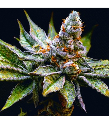 Birthday Punch (Purple Punch x Birthday Cake)
