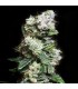 Blunt Bombs (C4 x White Runtz)