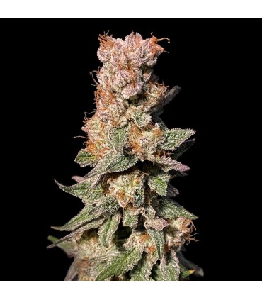 Xhale (Gorilla Breath x Cereal Milk)