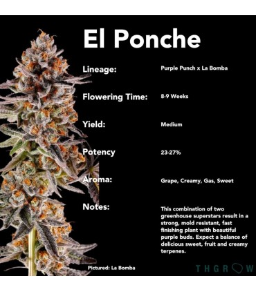 El Ponche (Purple Punch x La Bomba)