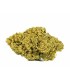 AMNESIA OG CBD