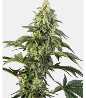 Cosmic Kiss (Rainbow Belts 2.0 x Bacio Gelato)