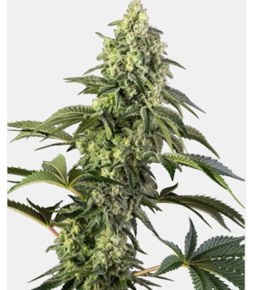 Cosmic Kiss (Rainbow Belts 2.0 x Bacio Gelato)