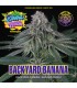 BACKYARD BANANA (Backyard Candies x Banana Punch)