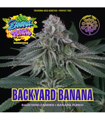 BACKYARD BANANA (Backyard Candies x Banana Punch)