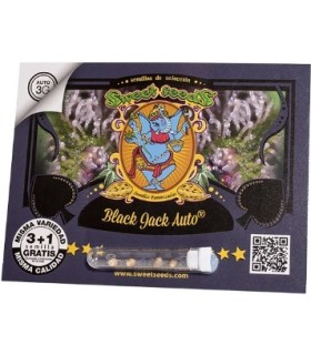 Black Jack Auto
