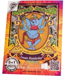Cream Mandarine F1 Fast Version