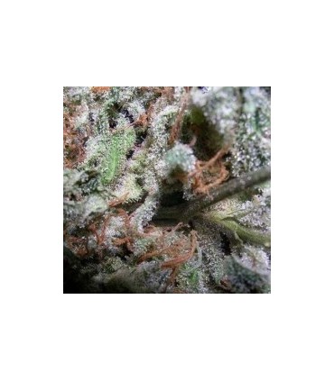 Indica Champions