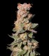 Xhale (Gorilla Breath x Cereal Milk)