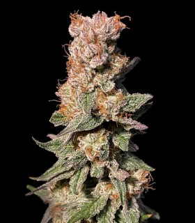 Xhale (Gorilla Breath x Cereal Milk)