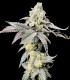 Purple Cherry Ripple (Wedding Cake x Purple Cherry Cookies)