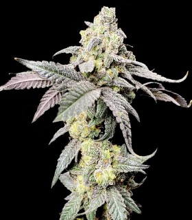 Purple Cherry Ripple (Wedding Cake x Purple Cherry Cookies)