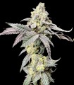 Purple Cherry Ripple (Wedding Cake x Purple Cherry Cookies)