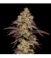 Big Z (Zkittlez x Runtz)