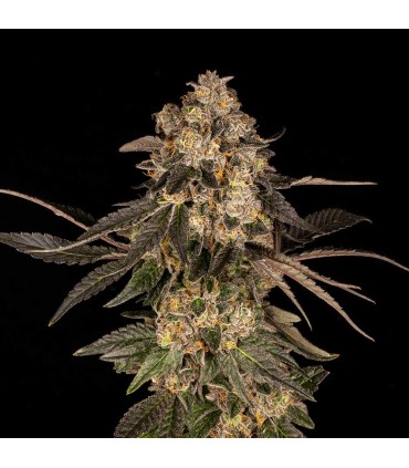 Cherry Fritter
