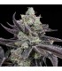 Tie Die (Jealousy x Sunset Sherbet)