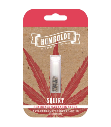 Squirt (Blueberry Muffin x Tangie)