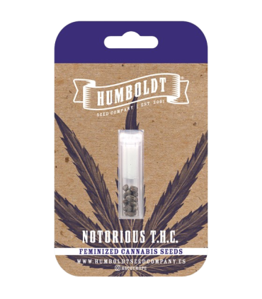 Notorious THC (Ghost Of Von Humboldt x Caramel Cream x Humboldt Frost)