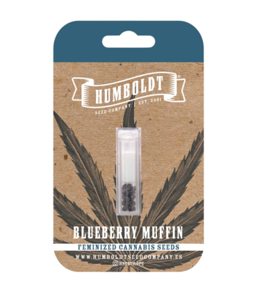 Blueberry Muffin (Purple Panty Dropper X Razzleberry)