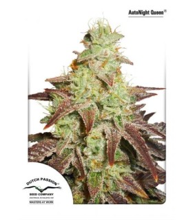 Auto Night Queen
