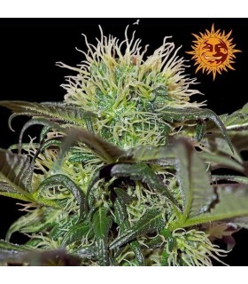 BAD AZZ KUSH