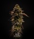 Zero Dosi (Animal Cookies x Do Si Dos)