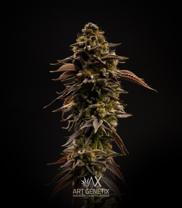 Zero Dosi (Animal Cookies x Do Si Dos)