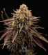 Zero Dosi (Animal Cookies x Do Si Dos)