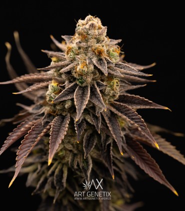Zero Dosi (Animal Cookies x Do Si Dos)