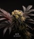 Zero Dosi (Animal Cookies x Do Si Dos)