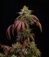 Morositax (Gorilla Glue 4 x Platinum Cookies F2)