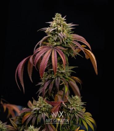 Morositax (Gorilla Glue 4 x Platinum Cookies F2)