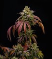 Morositax (Gorilla Glue 4 x Platinum Cookies F2)