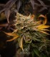 Morositax (Gorilla Glue 4 x Platinum Cookies F2)