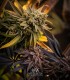 Morositax (Gorilla Glue 4 x Platinum Cookies F2)