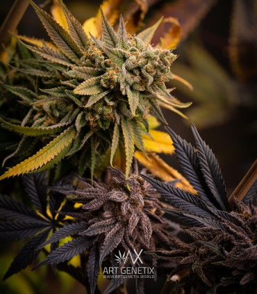 Morositax (Gorilla Glue 4 x Platinum Cookies F2)