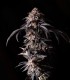 P.C.R. (Secret Artifact x Sunset Sherbet)