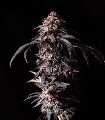 P.C.R. (Secret Artifact x Sunset Sherbet)