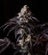 P.C.R. (Secret Artifact x Sunset Sherbet)