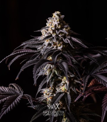 P.C.R. (Secret Artifact x Sunset Sherbet)
