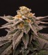 P.C.R. (Secret Artifact x Sunset Sherbet)