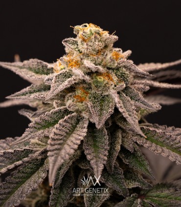 P.C.R. (Secret Artifact x Sunset Sherbet)