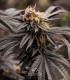 P.C.R. (Secret Artifact x Sunset Sherbet)