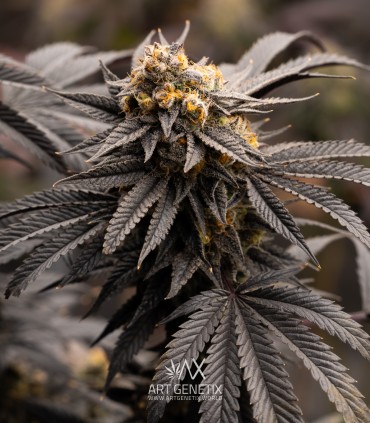 P.C.R. (Secret Artifact x Sunset Sherbet)